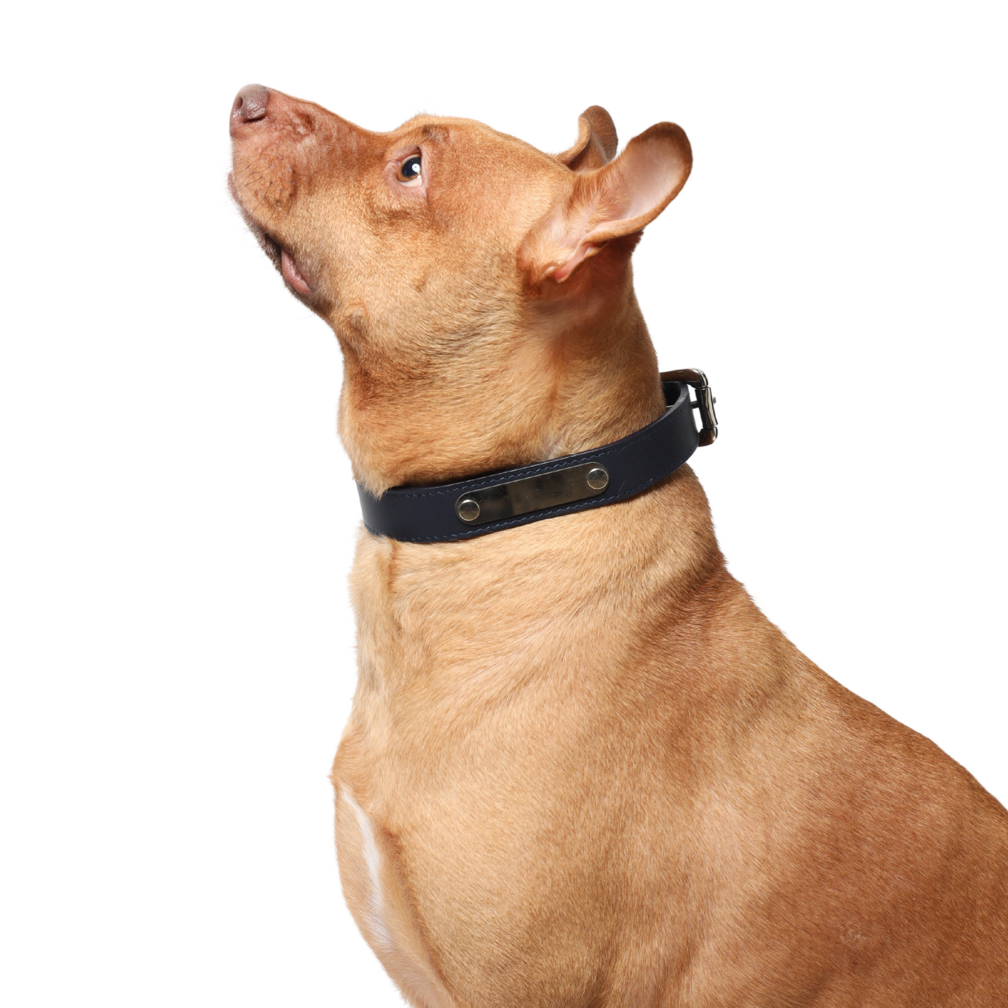 Black Leather Dog Collar