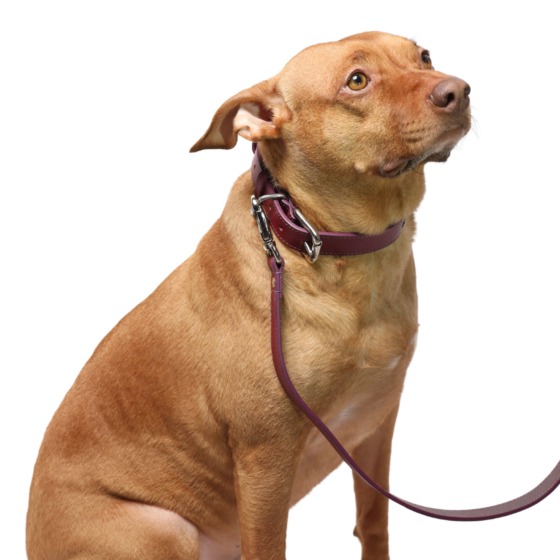 Brown Leather Dog Leashes