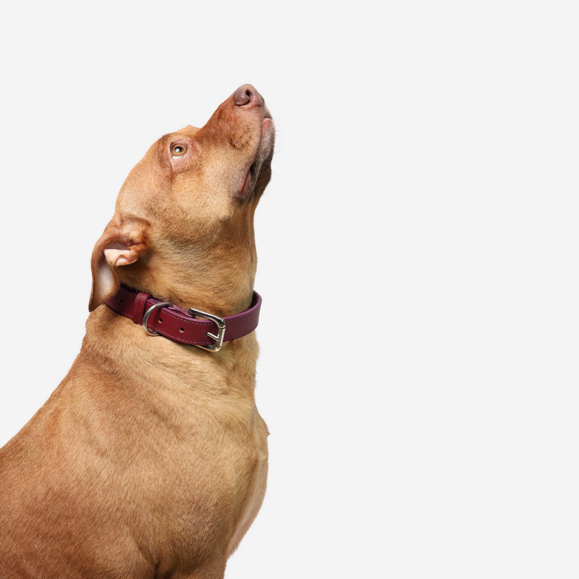 Blue Leather Dog Collar