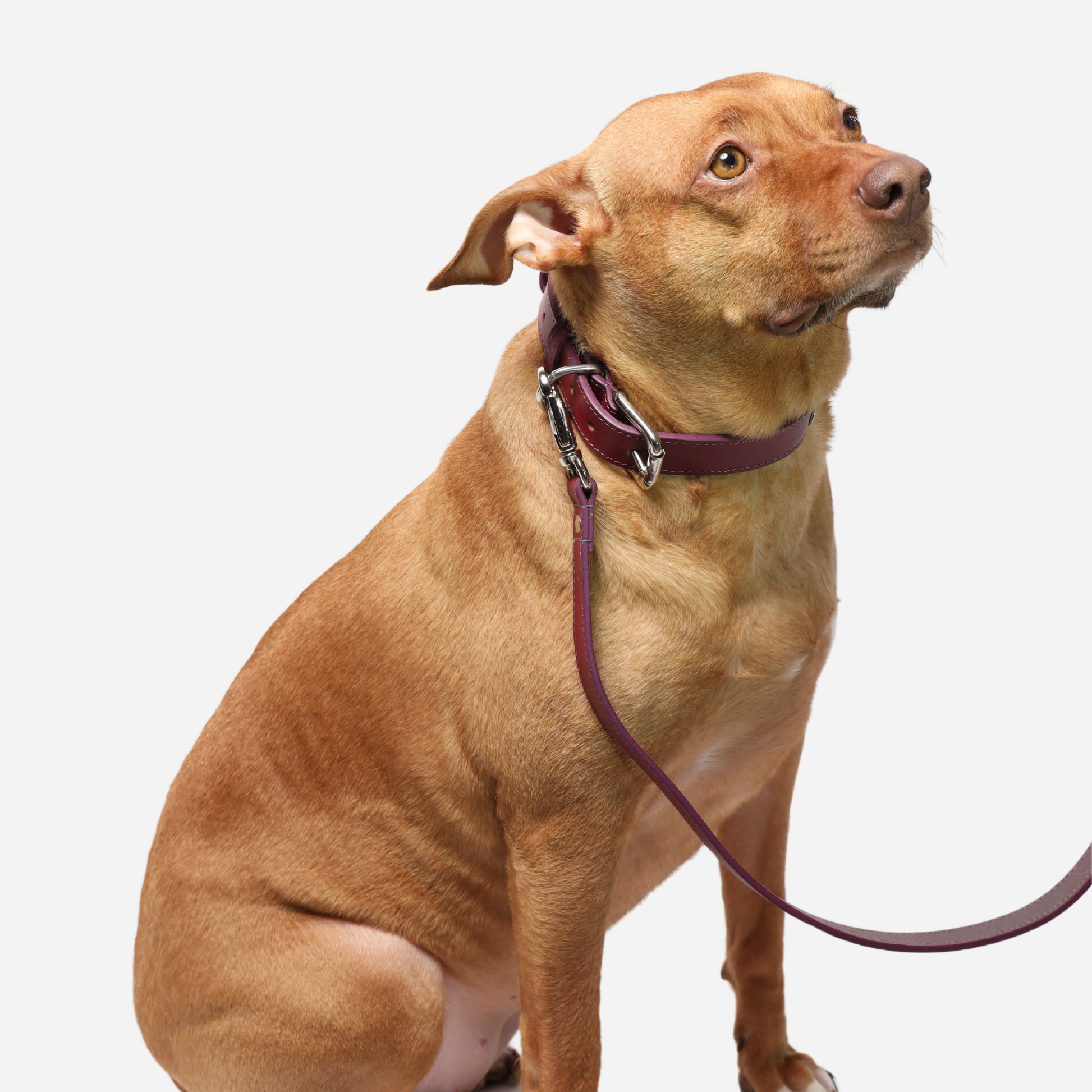 Brown Leather Dog Leashes